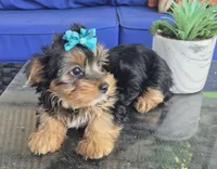 Baby girl , a female Yorkshire Terrier for sale in Northlake, IL – 3 of 10