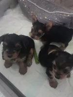 Baby boy, a male Yorkshire Terrier for sale in Northlake, IL – 9 of 10