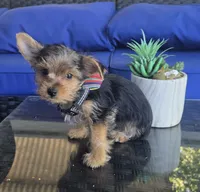 Baby boy, a male Yorkshire Terrier for sale in Northlake, IL – 5 of 8