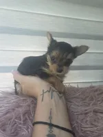 Pequeña Princesa , a female Yorkshire Terrier for sale in Northlake, IL – 7 of 10