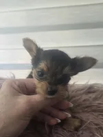 Pequeña Princesa , a female Yorkshire Terrier for sale in Northlake, IL – 4 of 10