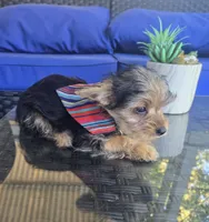 Baby boy, a male Yorkshire Terrier for sale in Northlake, IL – 8 of 8