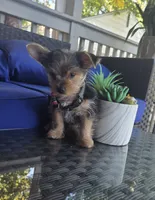 Baby boy, a male Yorkshire Terrier for sale in Northlake, IL – 6 of 8