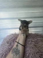 Pequeña Princesa , a female Yorkshire Terrier for sale in Northlake, IL – 5 of 10