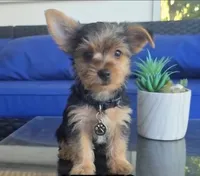 Baby boy, a male Yorkshire Terrier for sale in Northlake, IL – 2 of 8