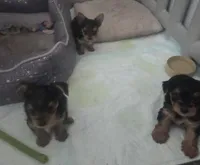 Baby girl , a female Yorkshire Terrier for sale in Northlake, IL – 9 of 9