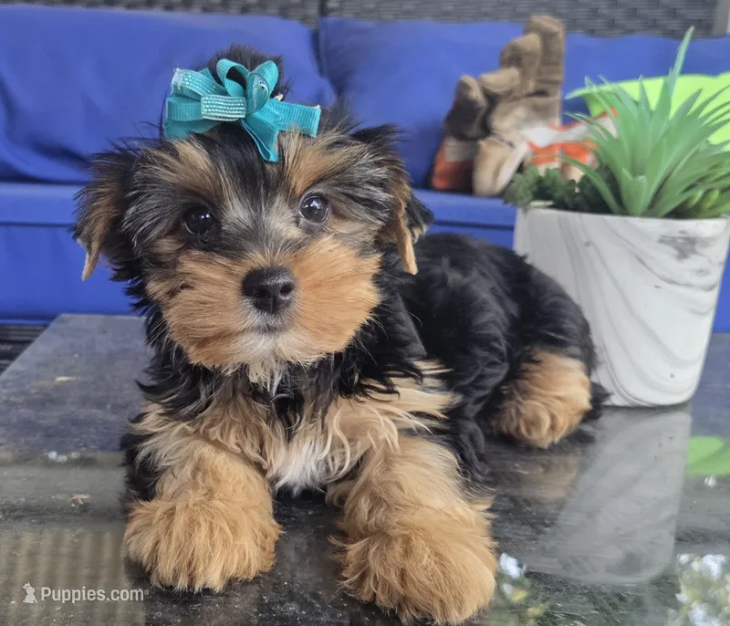Baby girl  – Yorkshire Terrier puppy for sale in Northlake, IL