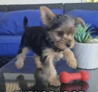 Baby boy, a male Yorkshire Terrier for sale in Northlake, IL – 3 of 8