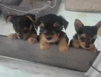 Baby boy, a male Yorkshire Terrier for sale in Northlake, IL – 10 of 10