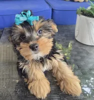 Baby girl , a female Yorkshire Terrier for sale in Northlake, IL – 5 of 10