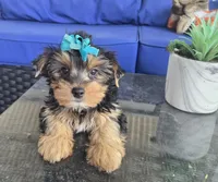 Baby girl , a female Yorkshire Terrier for sale in Northlake, IL – 9 of 10