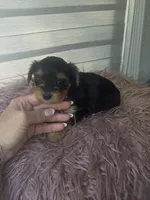 Baby girl , a female Yorkshire Terrier for sale in Northlake, IL – 8 of 9