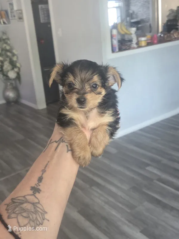 Baby boy – Yorkshire Terrier puppy for sale in Northlake, IL