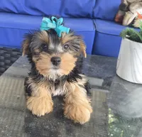 Baby girl , a female Yorkshire Terrier for sale in Northlake, IL – 4 of 10