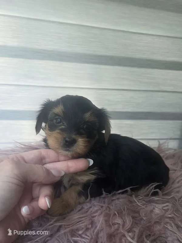 Baby girl  – Yorkshire Terrier puppy for sale in Northlake, IL