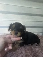 Baby girl , a female Yorkshire Terrier for sale in Northlake, IL – 1 of 9