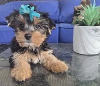 Baby girl , a female Yorkshire Terrier for sale in Northlake, IL – 2 of 10