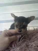 Pequeña Princesa , a female Yorkshire Terrier for sale in Northlake, IL – 6 of 10