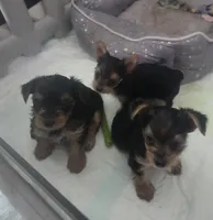 Baby boy, a male Yorkshire Terrier for sale in Northlake, IL – 7 of 10