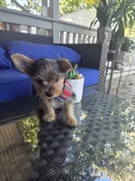 Baby boy, a male Yorkshire Terrier for sale in Northlake, IL – 4 of 8