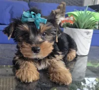 Baby girl , a female Yorkshire Terrier for sale in Northlake, IL – 7 of 10