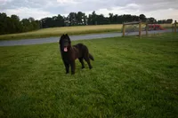Minnie, a female Belgian Sheepdog for sale in New Holland, PA – 5 of 6