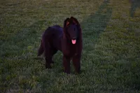 Minnie, a female Belgian Sheepdog for sale in New Holland, PA – 3 of 6