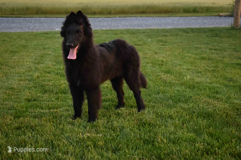 Minnie – Belgian Sheepdog puppy for sale in New Holland, PA