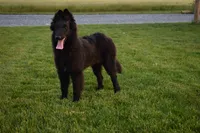 Minnie, a female Belgian Sheepdog for sale in New Holland, PA – 1 of 6