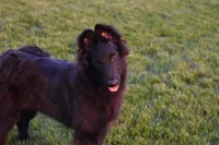 Minnie, a female Belgian Sheepdog for sale in New Holland, PA – 6 of 6