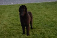 Minnie, a female Belgian Sheepdog for sale in New Holland, PA – 4 of 6