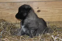 Macy, a female Belgian Tervuren for sale in New Holland, PA – Photo 1 of 4