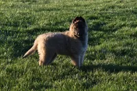 Macy, a female Belgian Tervuren for sale in New Holland, PA – 3 of 5