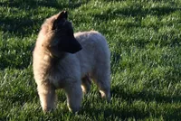 Macy, a female Belgian Tervuren for sale in New Holland, PA – 2 of 5