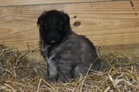 Macy, a female Belgian Tervuren for sale in New Holland, PA – Photo 2 of 4
