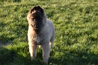 Macy, a female Belgian Tervuren for sale in New Holland, PA – 5 of 5