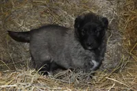 Macy, a female Belgian Tervuren for sale in New Holland, PA – Photo 3 of 4