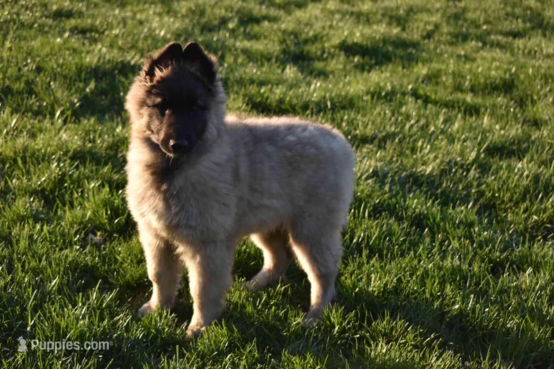 Macy – Belgian Tervuren puppy for sale in New Holland, PA