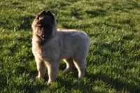 Macy, a female Belgian Tervuren for sale in New Holland, PA – 1 of 5