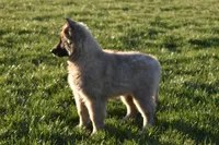Macy, a female Belgian Tervuren for sale in New Holland, PA – 4 of 5