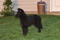 Minnie, a female Belgian Sheepdog for sale in New Holland, PA – 2 of 6