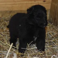 Minnie, a female Belgian Sheepdog for sale in New Holland, PA – Photo 4 of 4