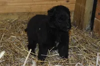 Minnie, a female Belgian Sheepdog for sale in New Holland, PA – Photo 4 of 4