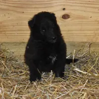 Minnie, a female Belgian Sheepdog for sale in New Holland, PA – Photo 1 of 4