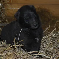 Minnie, a female Belgian Sheepdog for sale in New Holland, PA – Photo 2 of 4