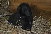 Minnie, a female Belgian Sheepdog for sale in New Holland, PA – Photo 2 of 4