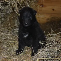 Minnie, a female Belgian Sheepdog for sale in New Holland, PA – Photo 3 of 4