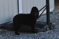 Mia, a female Belgian Sheepdog for sale in New Holland, PA – Photo 2 of 5