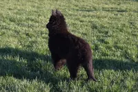 Mia, a female Belgian Sheepdog for sale in New Holland, PA – Photo 5 of 5