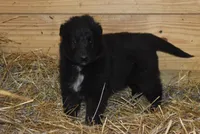 Mia, a female Belgian Sheepdog for sale in New Holland, PA – Photo 2 of 4